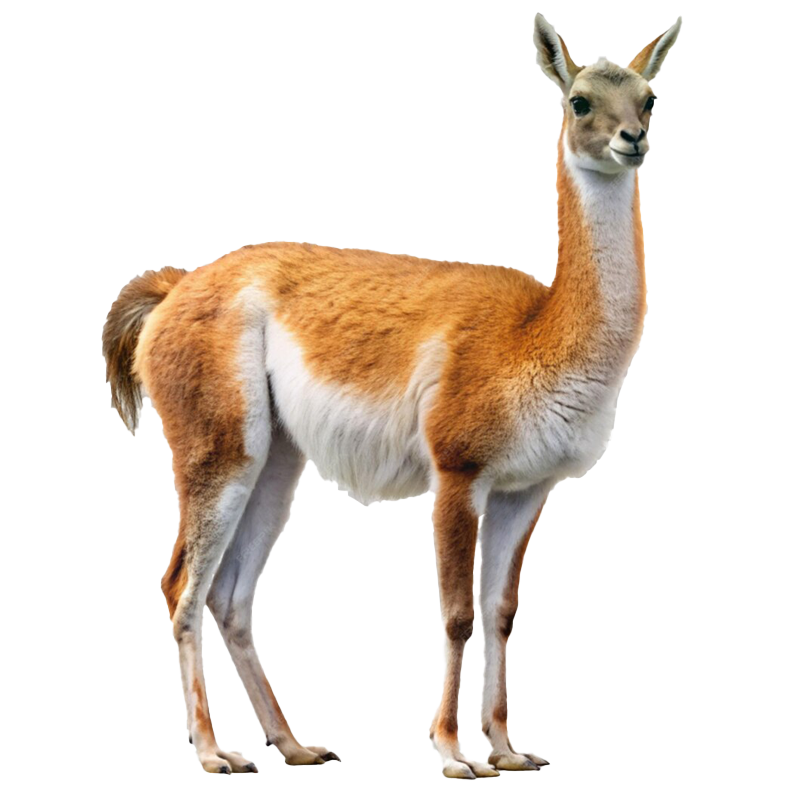 Cute guanaco