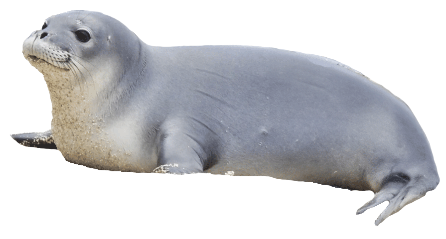 Hawaiian Monk Seal