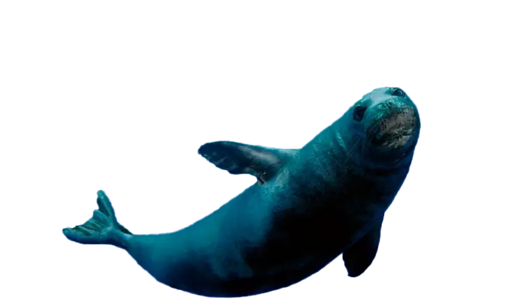 A monk seal.