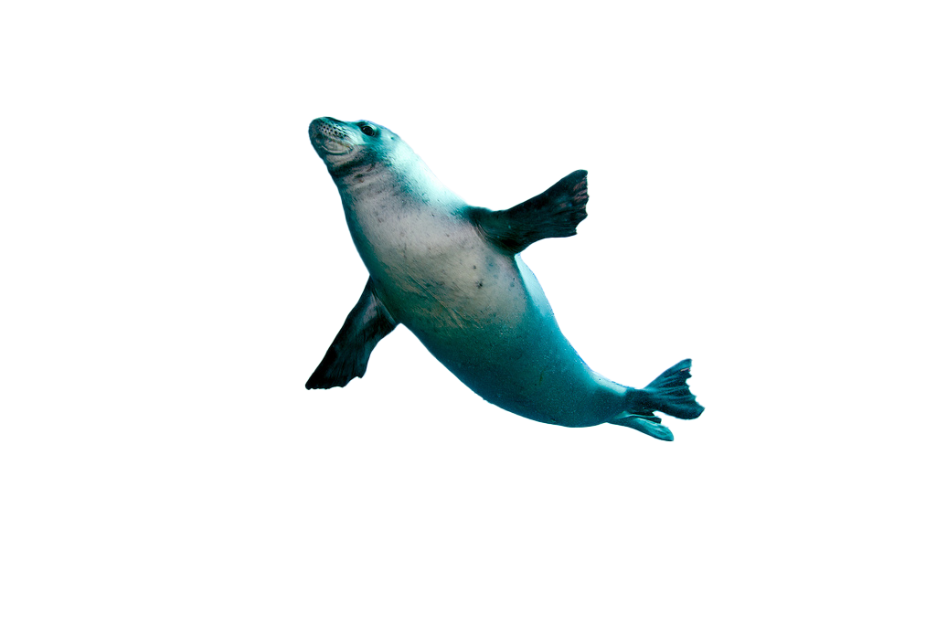 A monk seal.