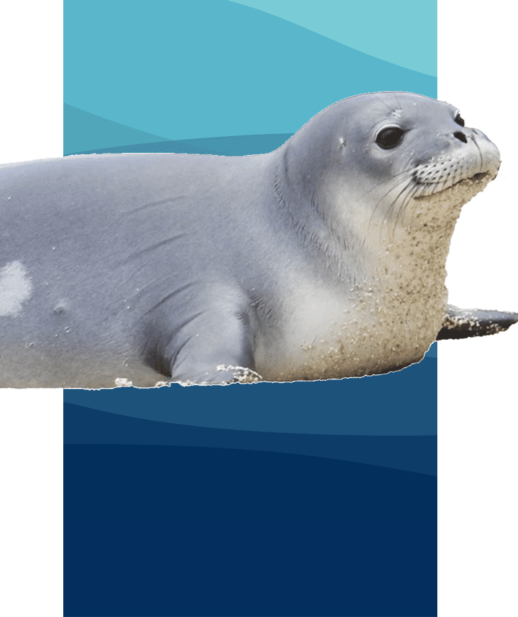 A baby monk seal.