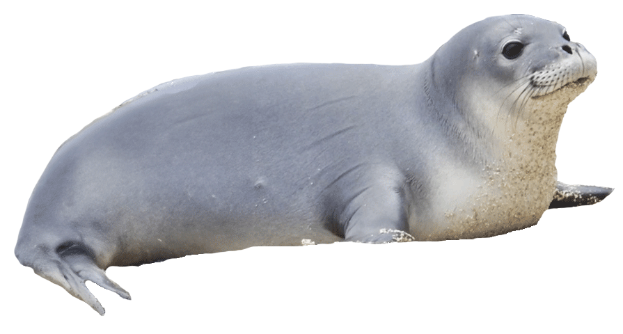 A baby monk seal.